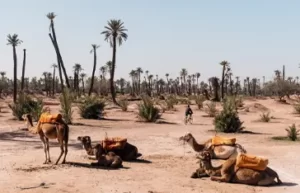 Desert safari